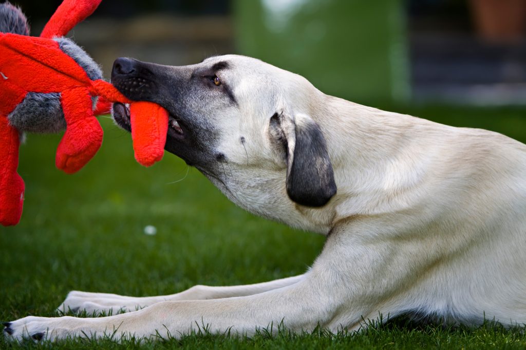 kangal