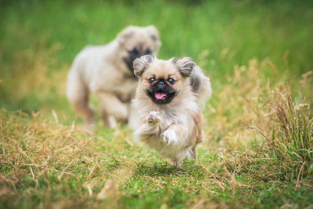 pekinese