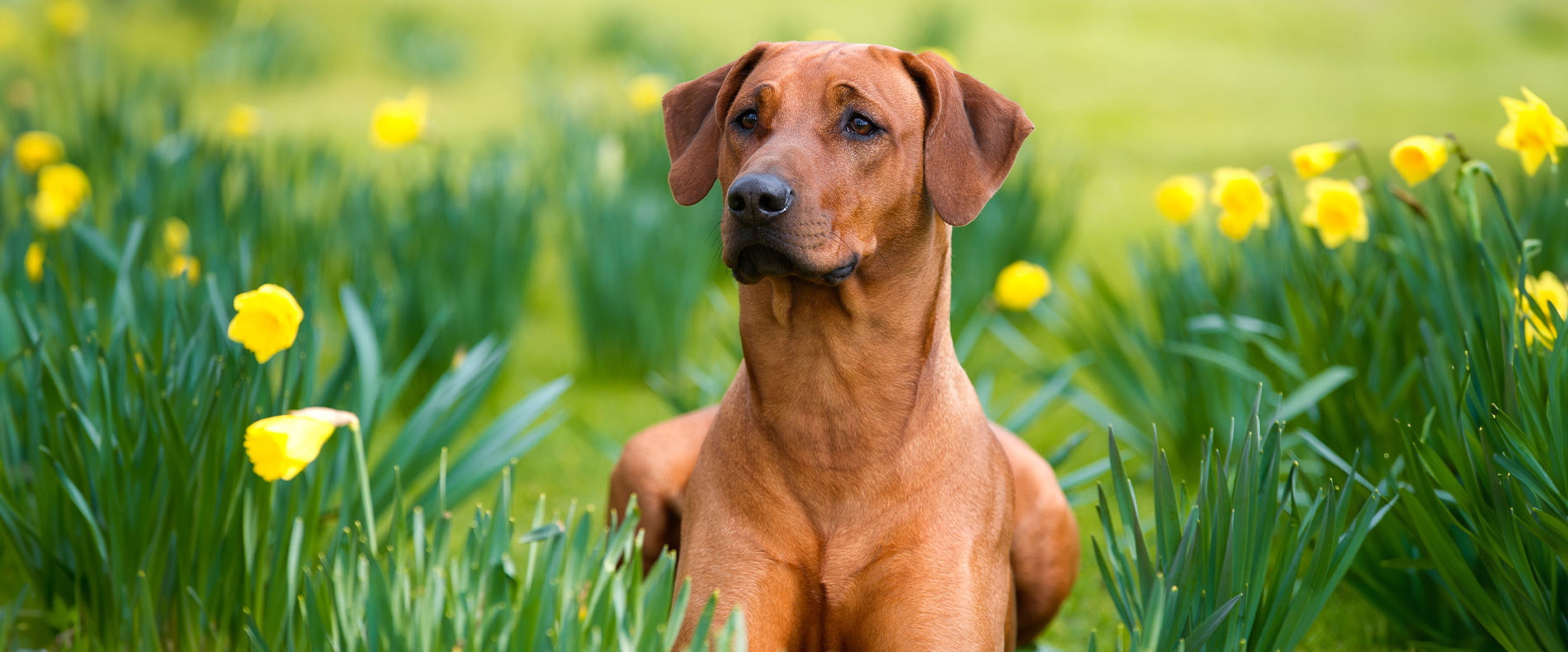 rhodesian ridgeback