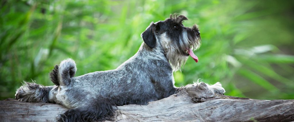 Die ideale Ernährung eines Schnauzers | proCani Magazin
