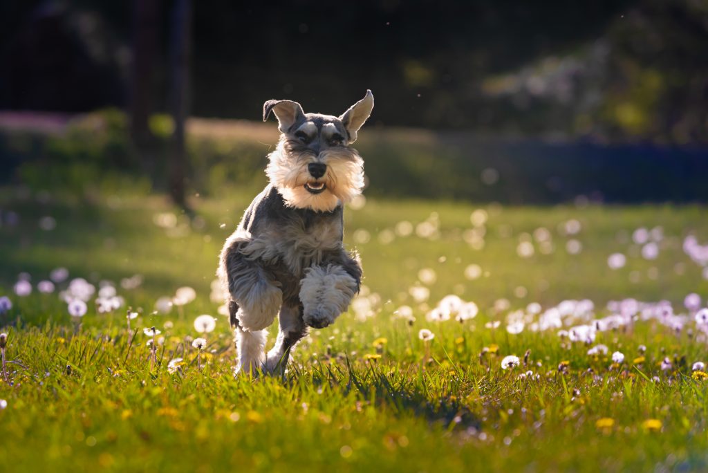 schnauzer 2