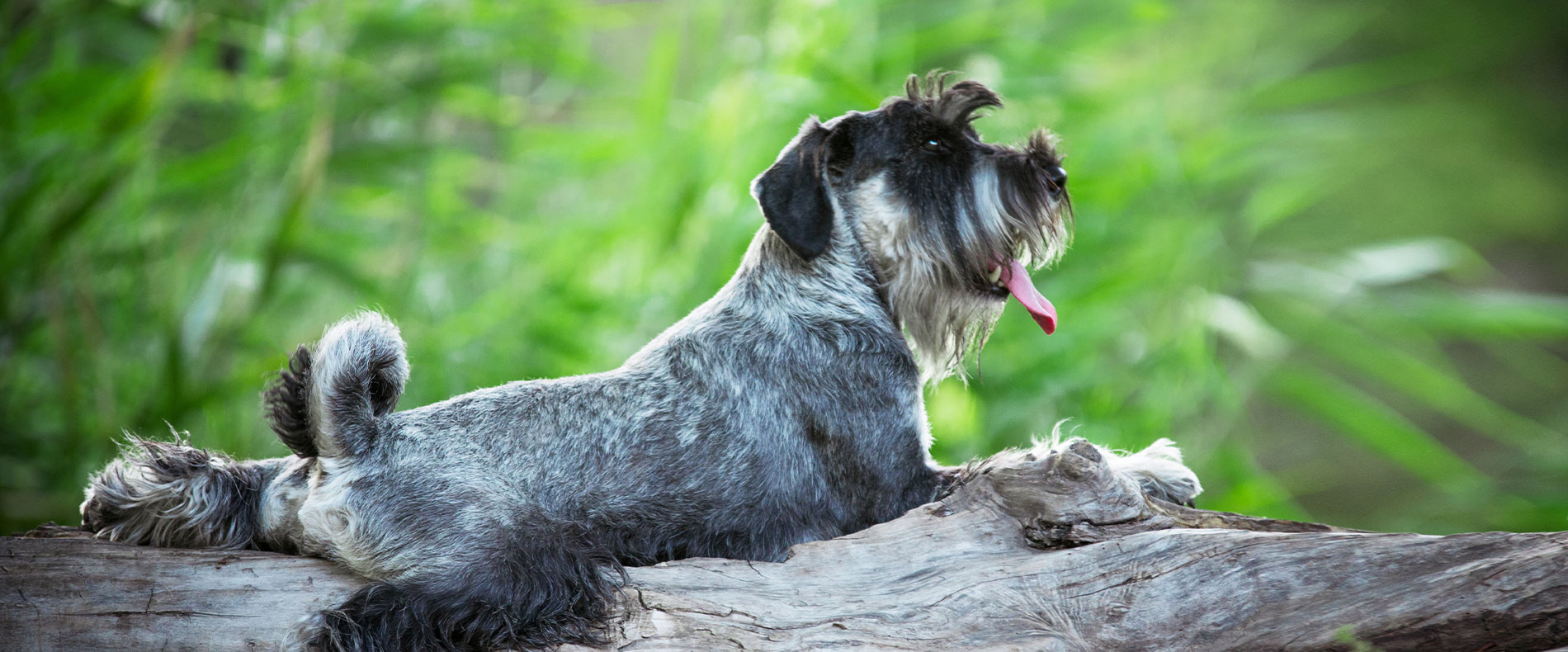 Schnauzer