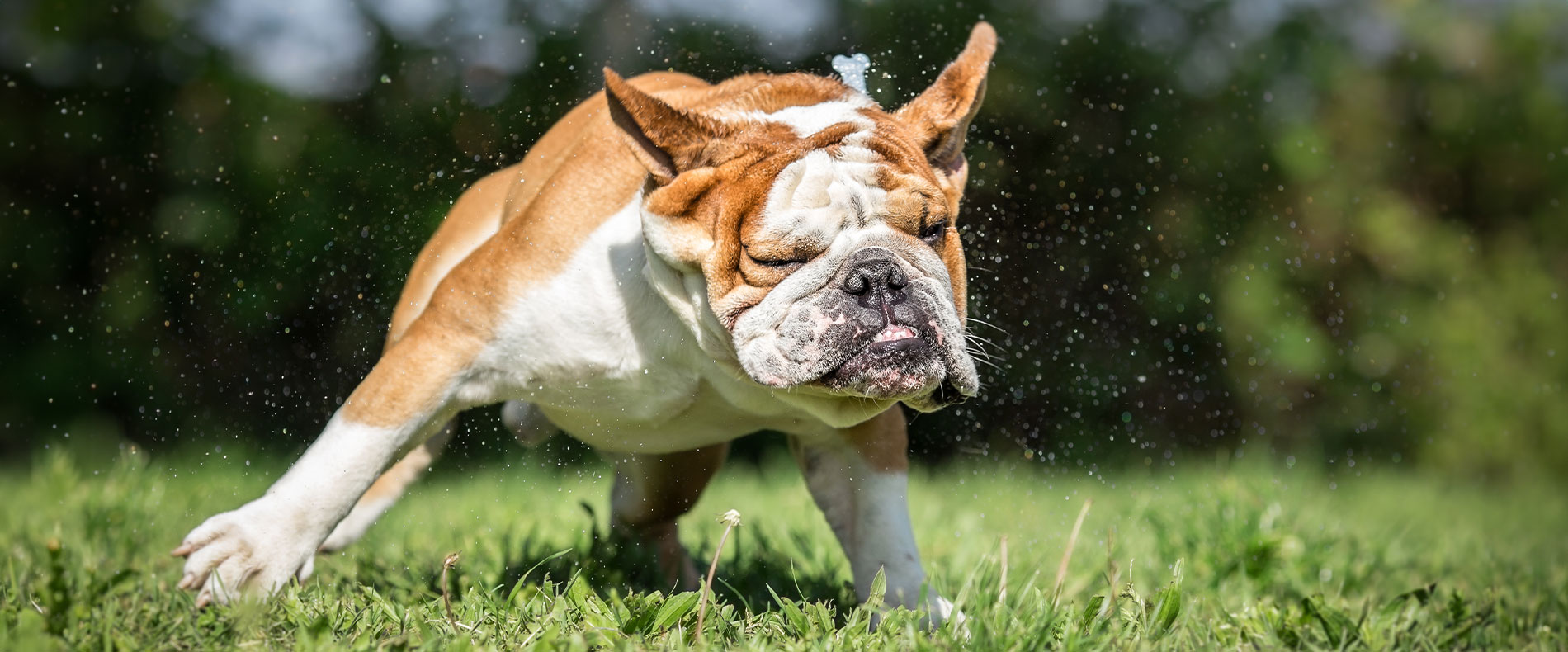 beitragsbild barf englische bulldogge