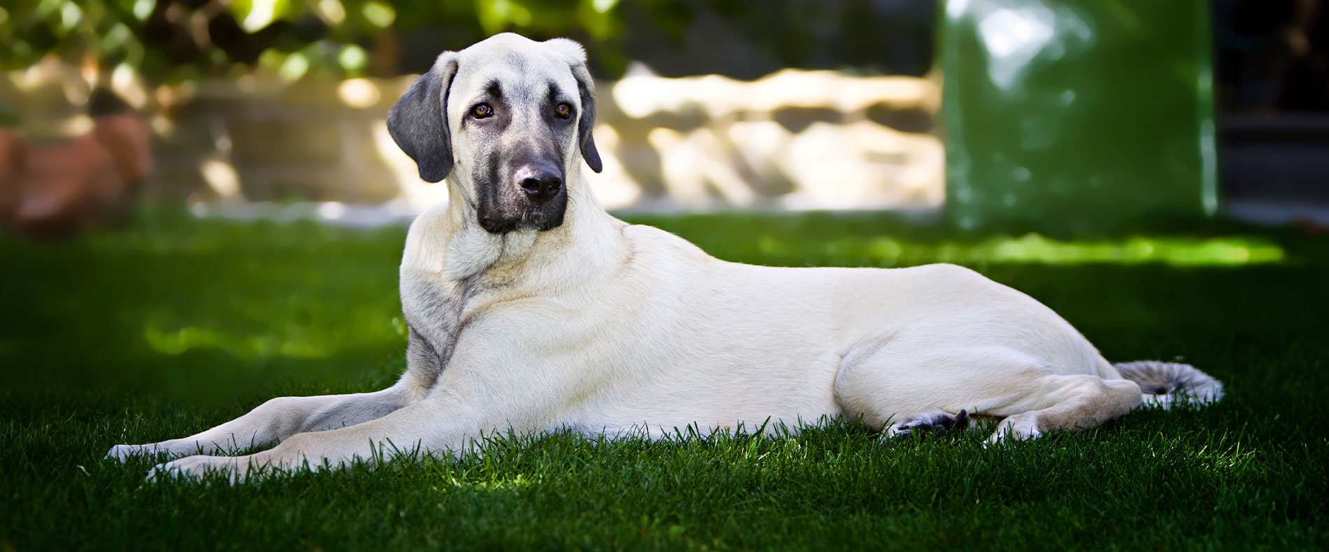 beitragsbild barf kangal