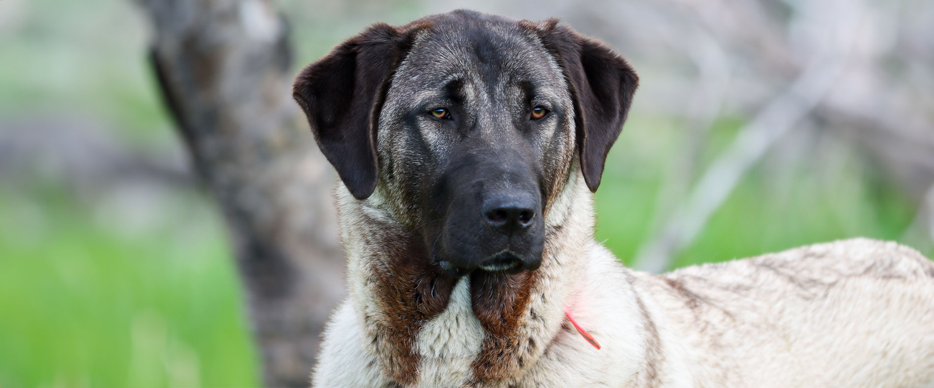 kangal