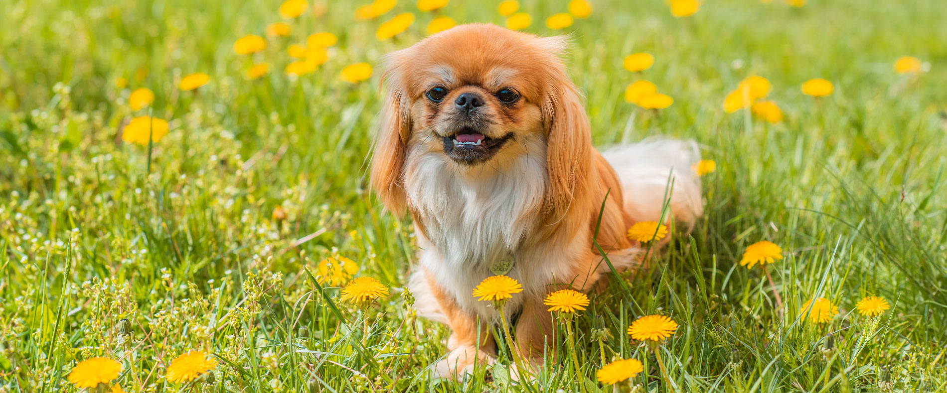 pekingese