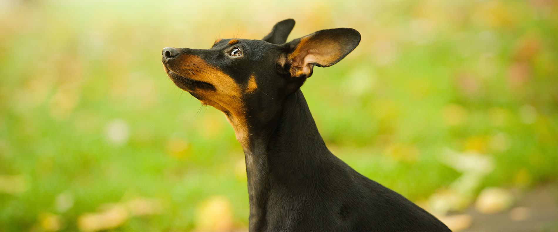 rehpinscher