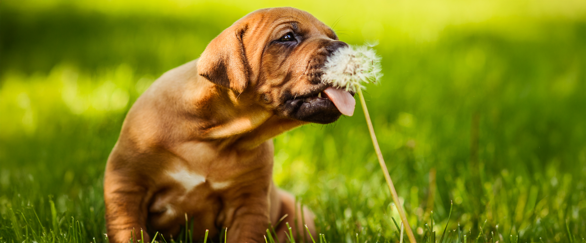 Löwenzahn für Hunde