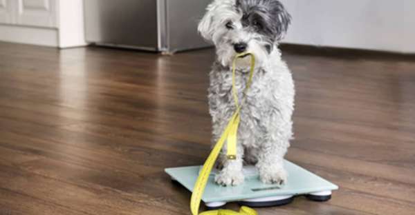 proCani-Frischfutter-Hunde-Uebergewicht-Diaet-min