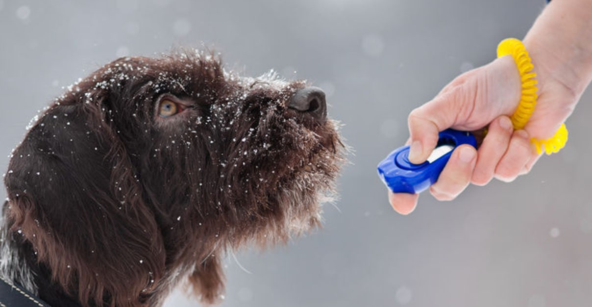 Tricktraining für Hunde Magazin